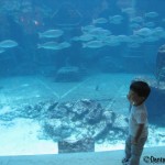 Our author goes all Bahama Mama when traveling to Atlantis with her son